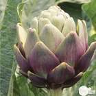 Plant d'artichaut violet de Provence : pot de 2,5 litres